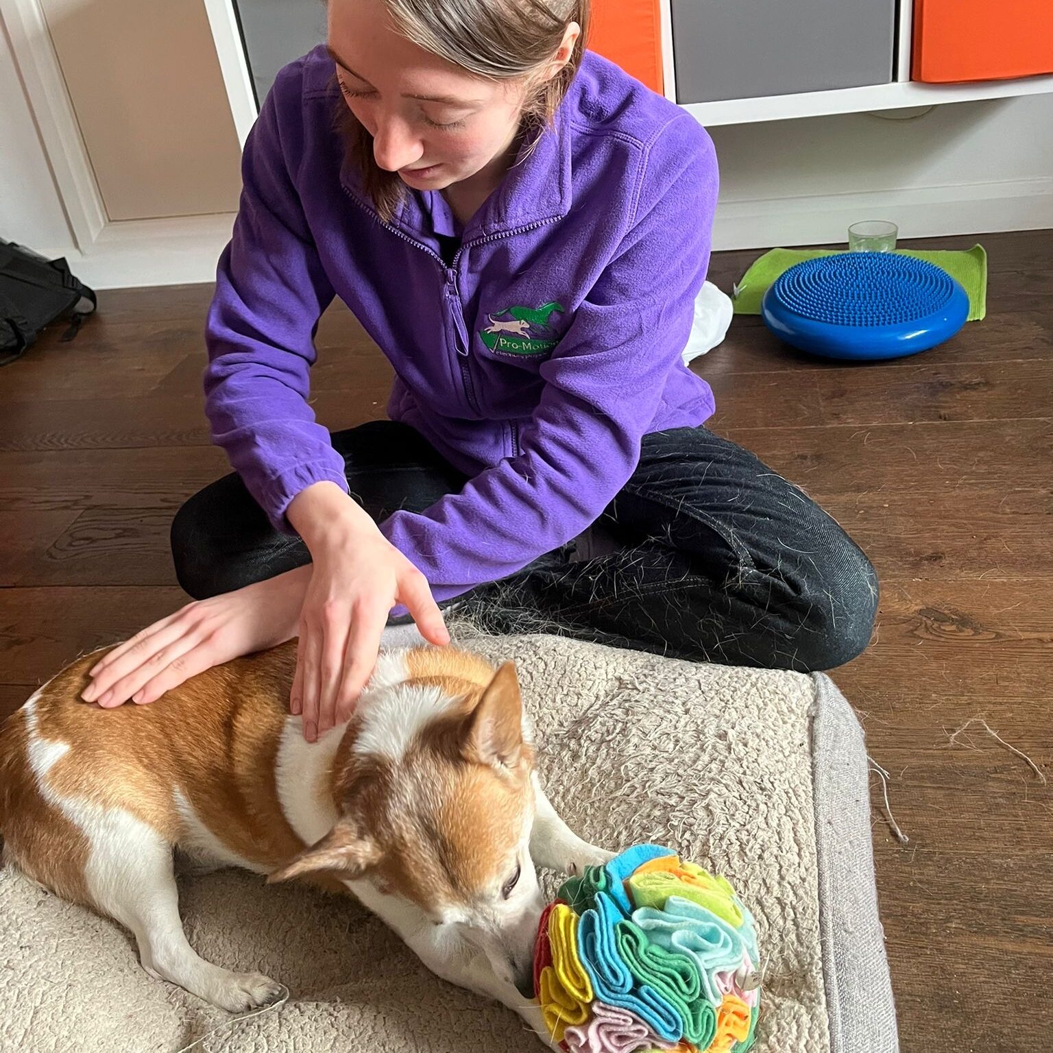 Injured dog having canine physiotherapy treatment