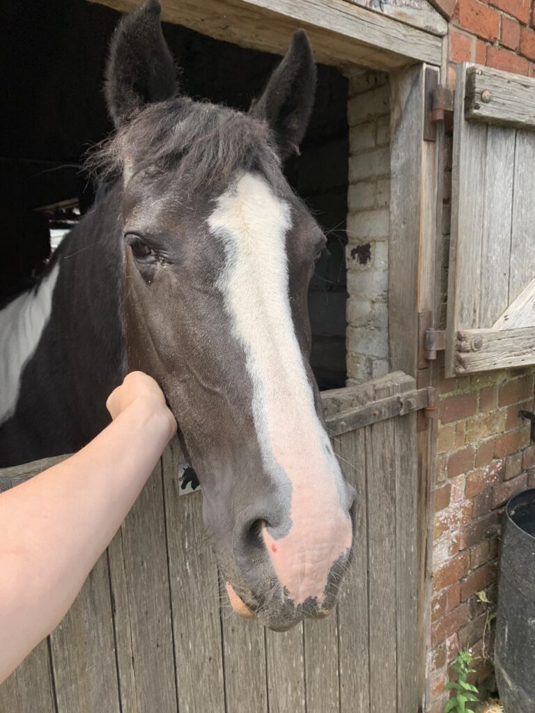 A horse relaxed in a stable after equine physiotherapy treatment.